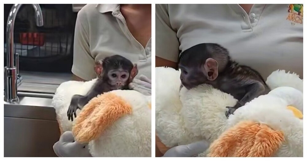 
        В&nbsp;Мексике игрушка заменила детёнышу обезьяны маму    