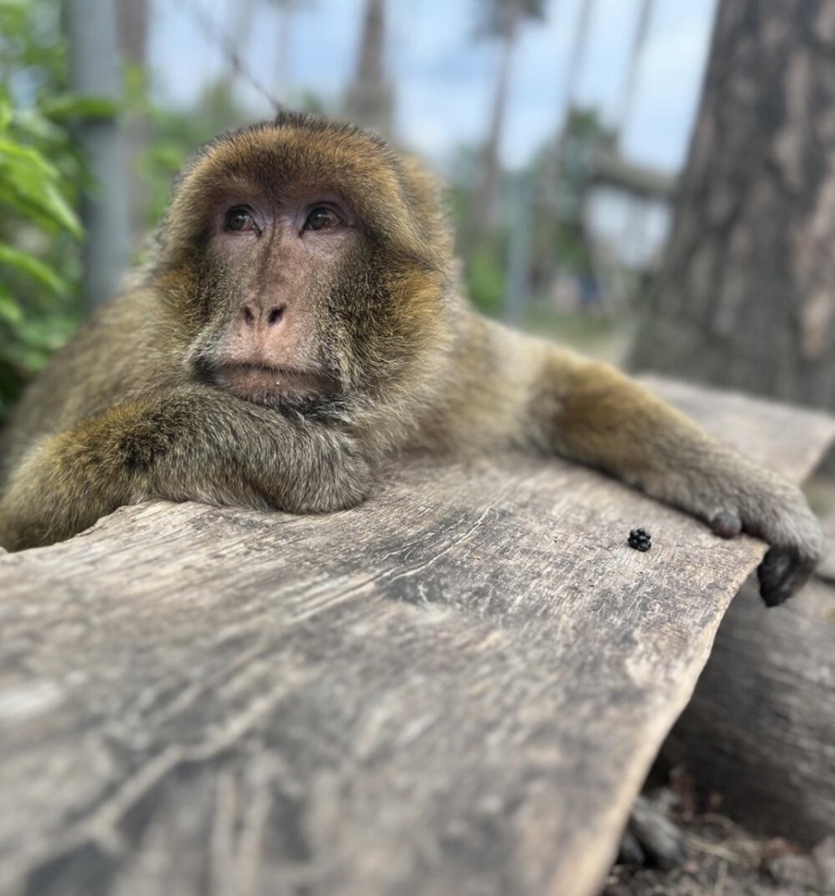 
        30+ животных, которые не&nbsp;знают о&nbsp;существовании проблем    