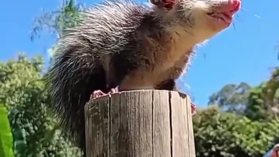 
        Женщина нашла подход к&nbsp;пугливому опоссуму    