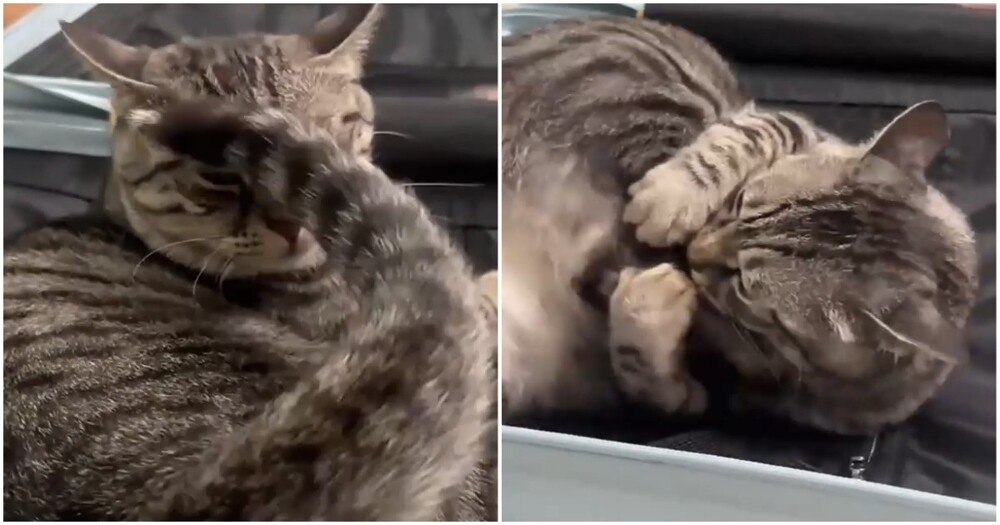 
        Кот&nbsp;вступил в&nbsp;схватку с&nbsp;самим собой    