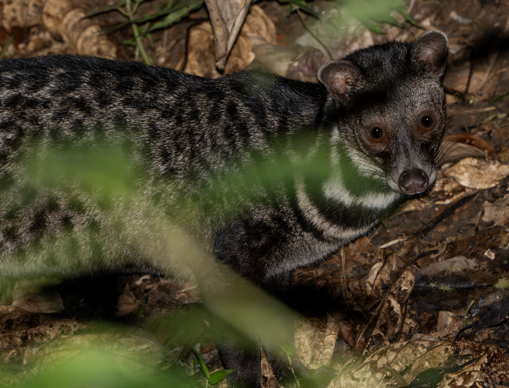 
        Тангалунга: между кошкой и&nbsp;чем-то странным    