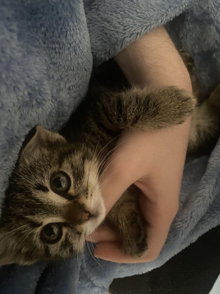 
        25+ пушистых мгновений радости, которые делают нашу жизнь счастливее    