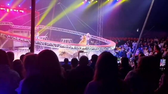 
        Тигр прыгнул в&nbsp;зрителей прямо на&nbsp;выступлении в&nbsp;цирке в&nbsp;Ростове-на-Дону    