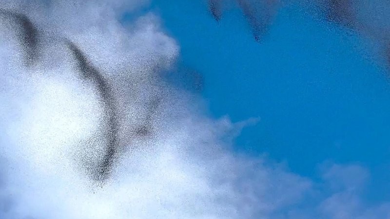 Необычное брачное поведение комаров в полёте
Необычное брачное поведение комаров в полёте