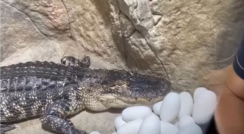 
        Аллигатор Гитлера: 3&nbsp;года выживал на&nbsp;руинах Берлина, попал в&nbsp;СССР и&nbsp;обрёл славу    