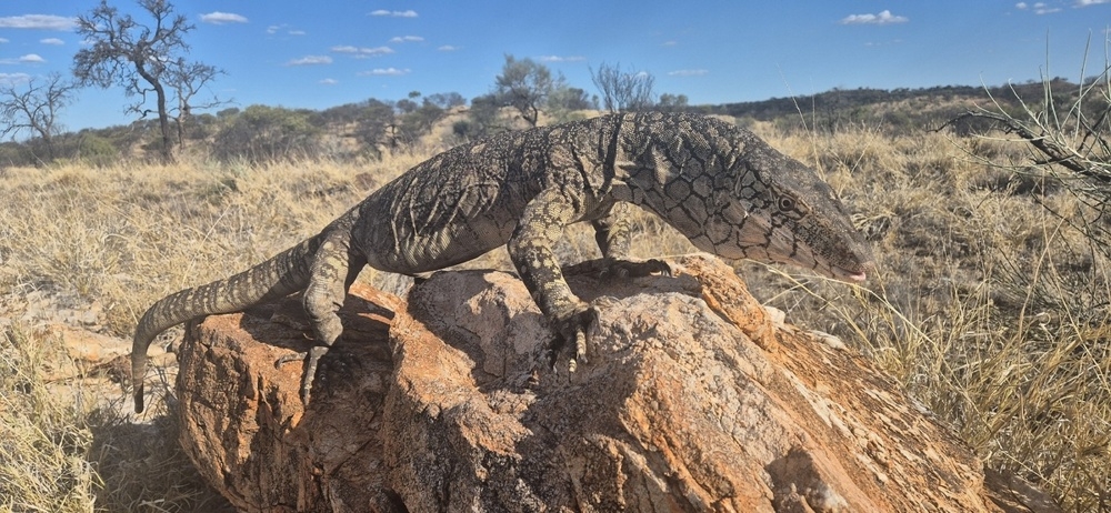 
        Перенти: варан-переросток убивает хвостом, ядом и&nbsp;скоростью    