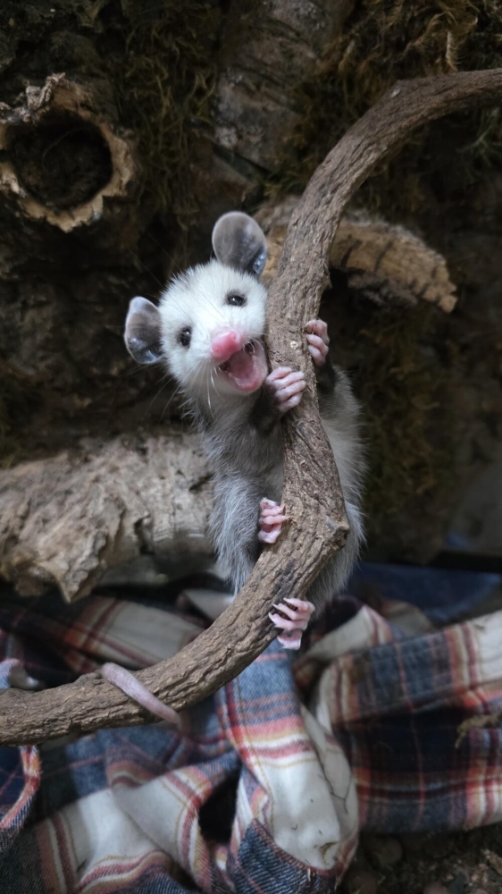 
        30+ животных, которые не&nbsp;знают о&nbsp;существовании проблем    