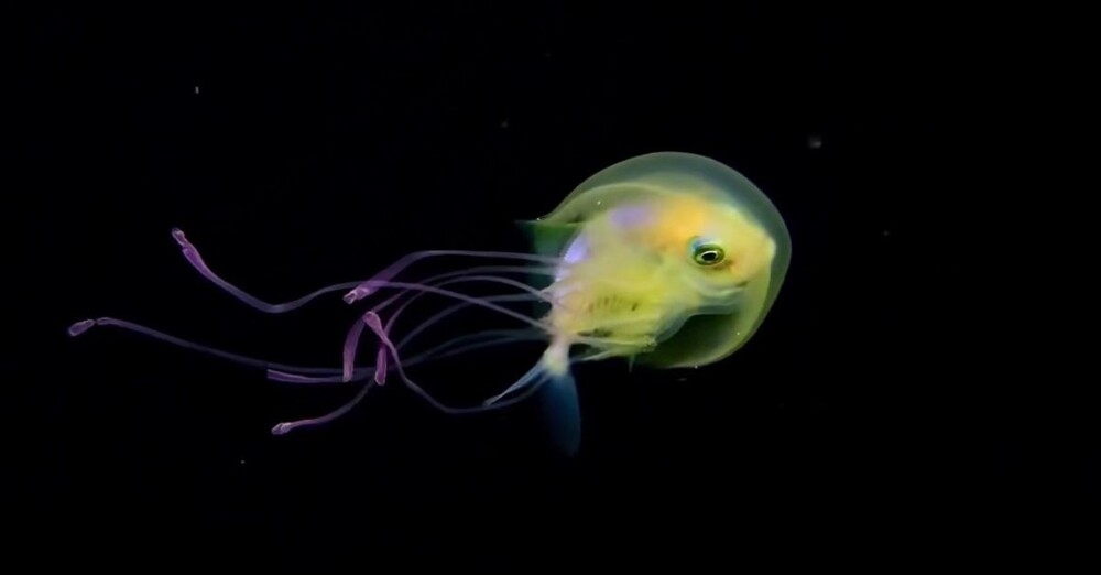 
        Фотограф заснял рыбу внутри медузы    