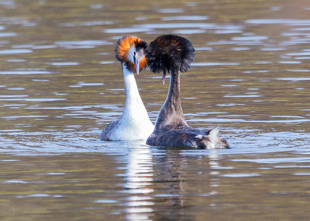 
        Чомга: птица года в&nbsp;России 2026    
