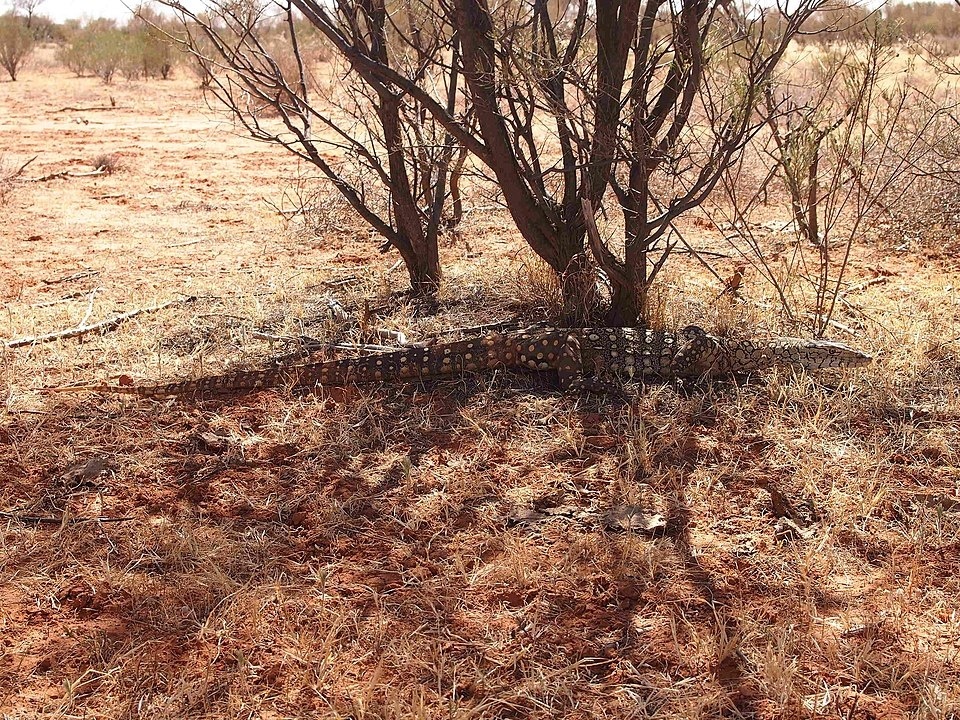 
        Перенти: варан-переросток убивает хвостом, ядом и&nbsp;скоростью    