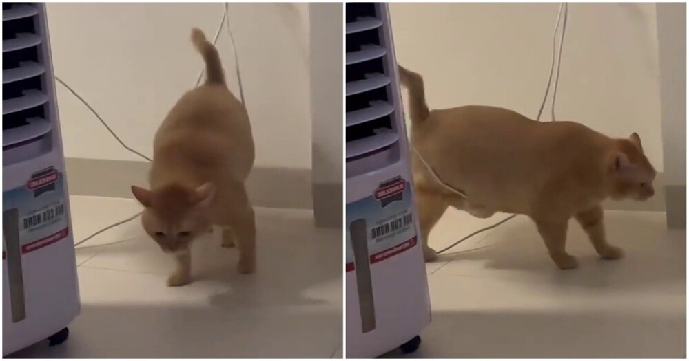 
        Кот&nbsp;зацепился животом за&nbsp;провод    