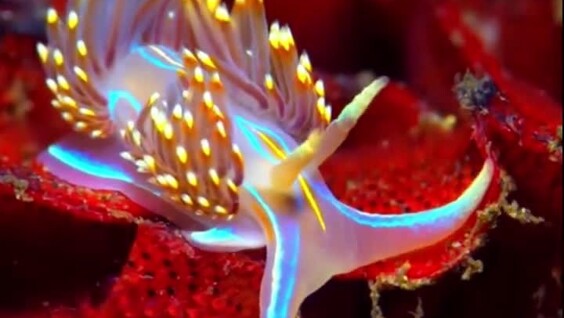 
        Эффектный морской слизень    