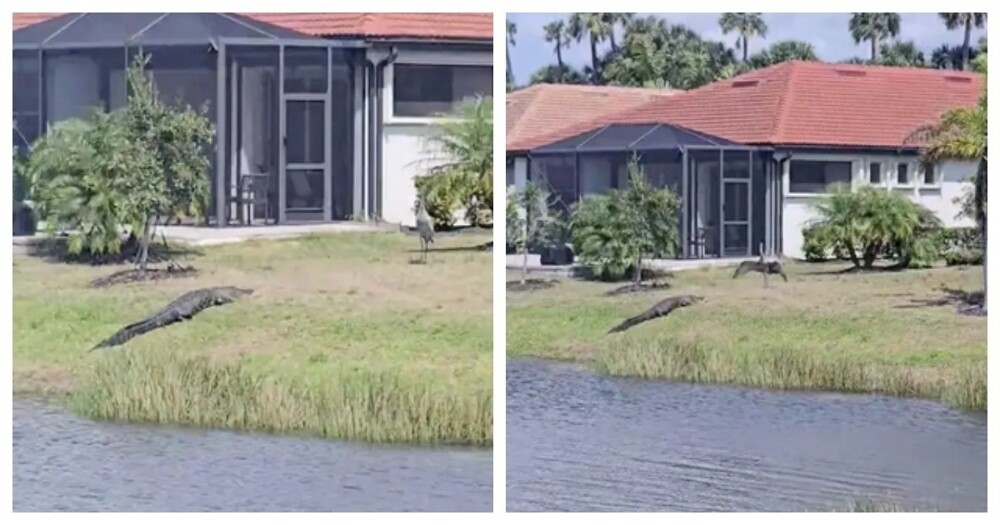 
        Журавль прогнал аллигатора    