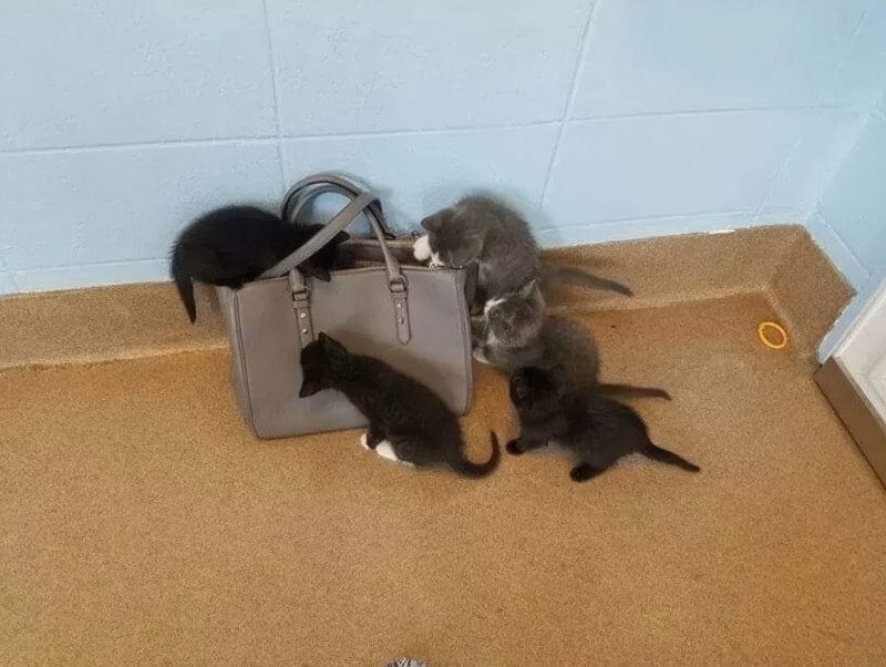 
        25&nbsp;фото котов, которые раскрасят яркими красками даже самый пасмурный день    