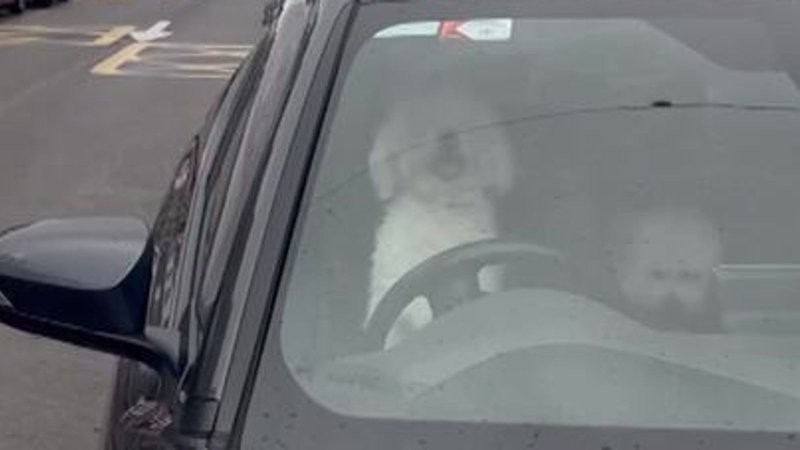 
        В&nbsp;Ирландии пёсик запрыгнул на&nbsp;водительское сиденье и&nbsp;безостановочно сигналил, ожидая хозяина    