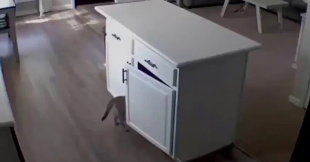 
        Кот&nbsp;избавился от&nbsp;свидетеля    