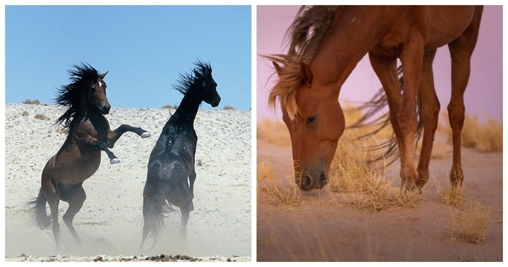 
        Тайна диких лордов Намиба    