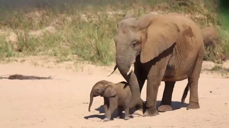 Трогательный момент: слонёнок знакомится с родственницей
Трогательный момент: слонёнок знакомится с родственницей