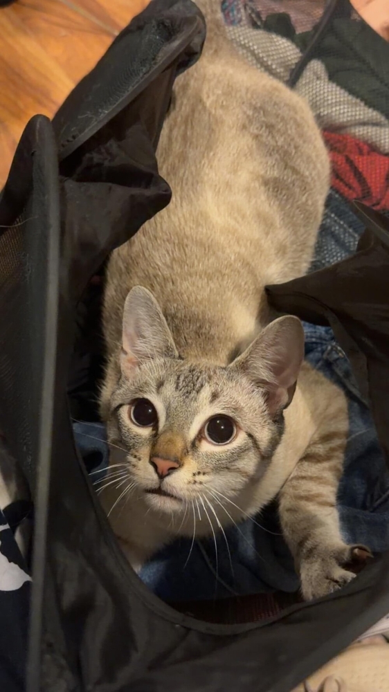 
        30+ животных, которые не&nbsp;знают о&nbsp;существовании проблем    