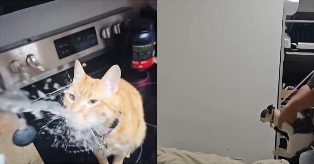 
        Замедление решает: даже обычные видео с&nbsp;котами становятся лучше    