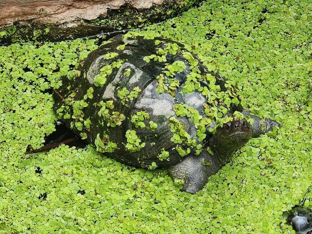 
        30+ животных, которые не&nbsp;знают о&nbsp;существовании проблем    