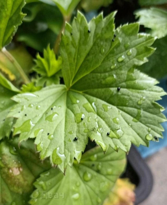 &laquo;Нефтяной дождь&raquo; в Туапсе (3 фото + 4 видео)