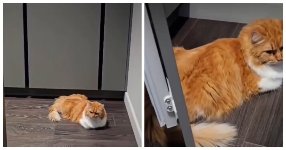 
        В&nbsp;Краснодаре показали квартиру с&nbsp;интерьером, рассчитанным под&nbsp;рост кота    