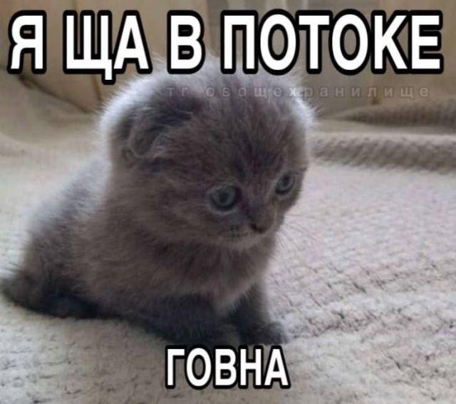 Твиттерские устроили марафон мемов, которые описывают наше состояние за последние несколько недель Твиттерские устроили марафон мемов, которые описывают наше состояние за последние несколько недель