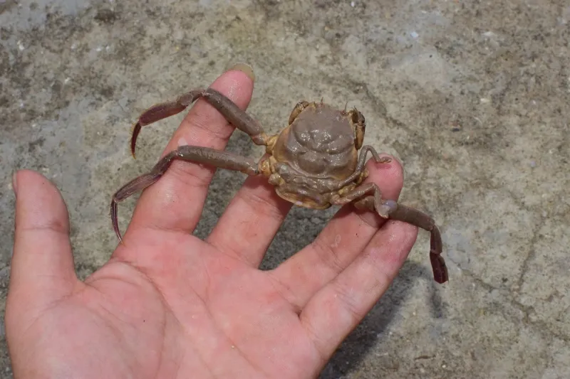 
        Хэйкэ: лик&nbsp;самурая на&nbsp;панцире краба    