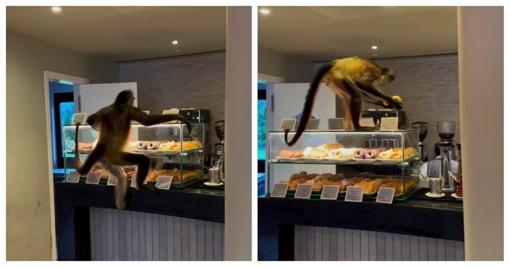 
        Обезьяна украла пончики    