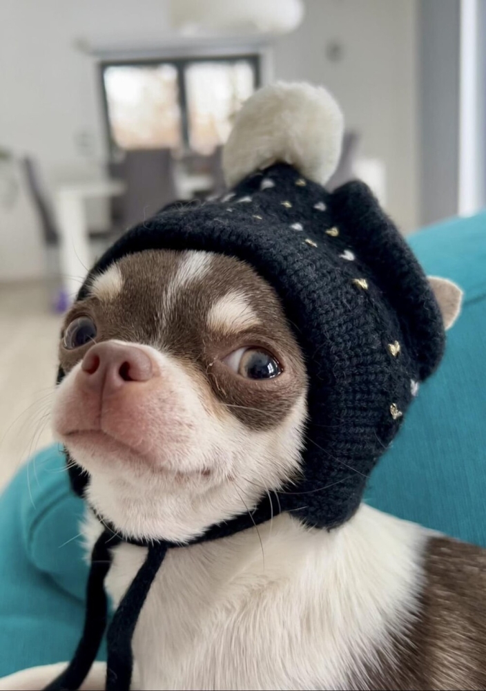 
        30+ животных, которые не&nbsp;знают о&nbsp;существовании проблем    