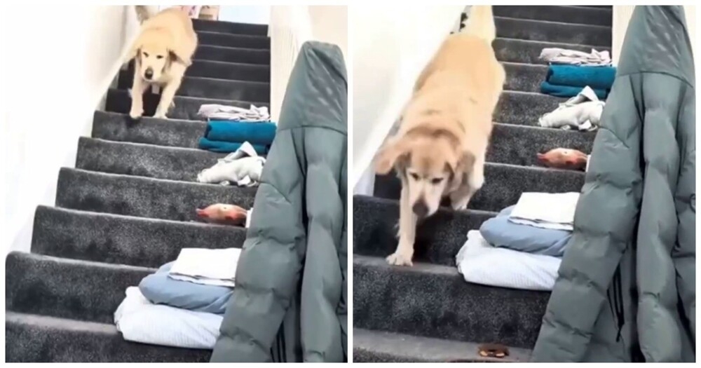 
        Собака не&nbsp;умеет тихо спускаться по&nbsp;лестнице    