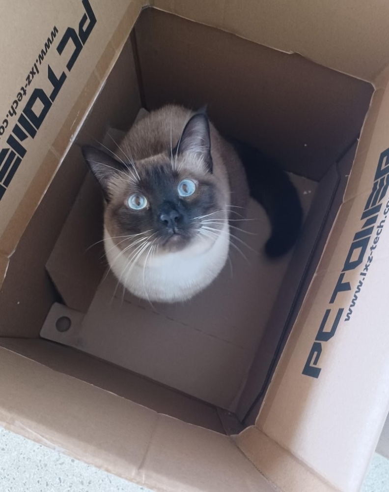 
        35&nbsp;причин, объясняющих, почему мы&nbsp;без&nbsp;ума&nbsp;от&nbsp;кошачьих носов    