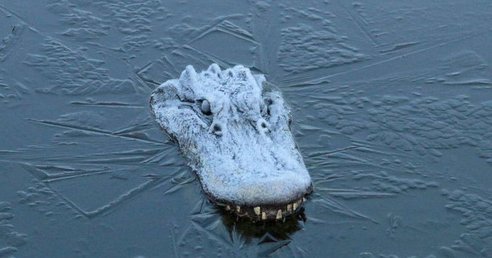 
        Аллигатор Гитлера: 3&nbsp;года выживал на&nbsp;руинах Берлина, попал в&nbsp;СССР и&nbsp;обрёл славу    