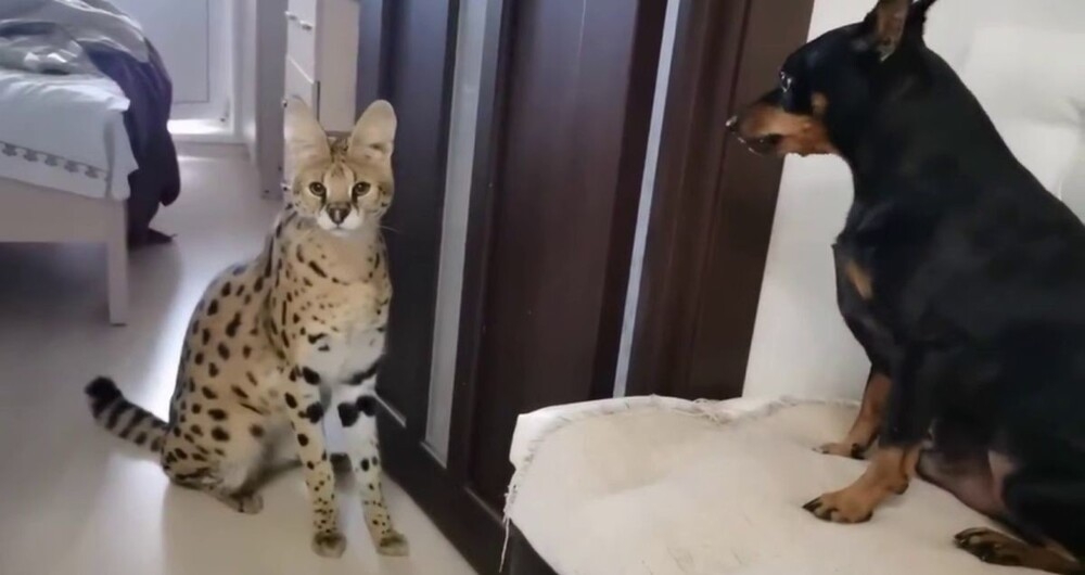 
        Сервал смог успокоить агрессивного пса    