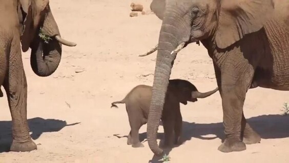 
        Трогательный момент: слонёнок знакомится с&nbsp;родственницей    