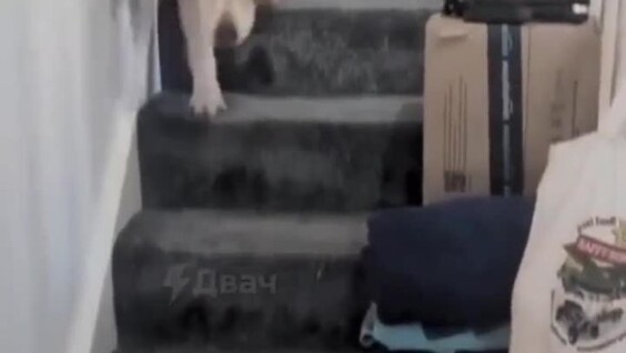 
        Собака не&nbsp;умеет тихо спускаться по&nbsp;лестнице    