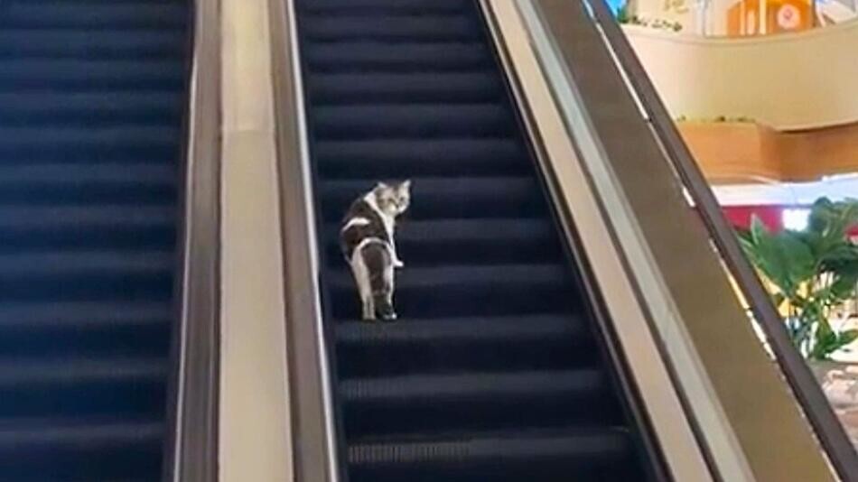 
        В&nbsp;торговом центре в&nbsp;Шанхае кошка безуспешно пыталась подняться по&nbsp;эскалатору    