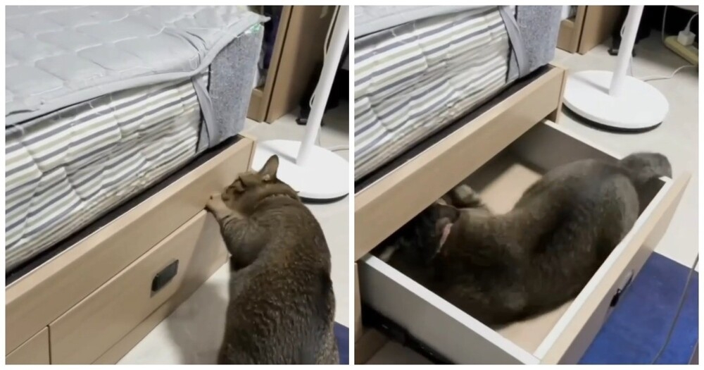 
        Кот&nbsp;решил не&nbsp;испытывать судьбу    