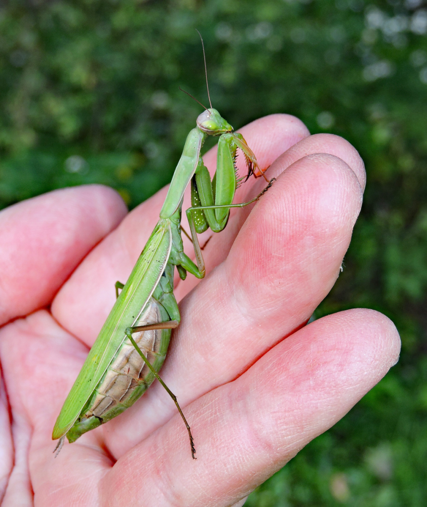
        Обыкновенный богомол: почему он&nbsp;лучший среди всех остальных богомолов?    