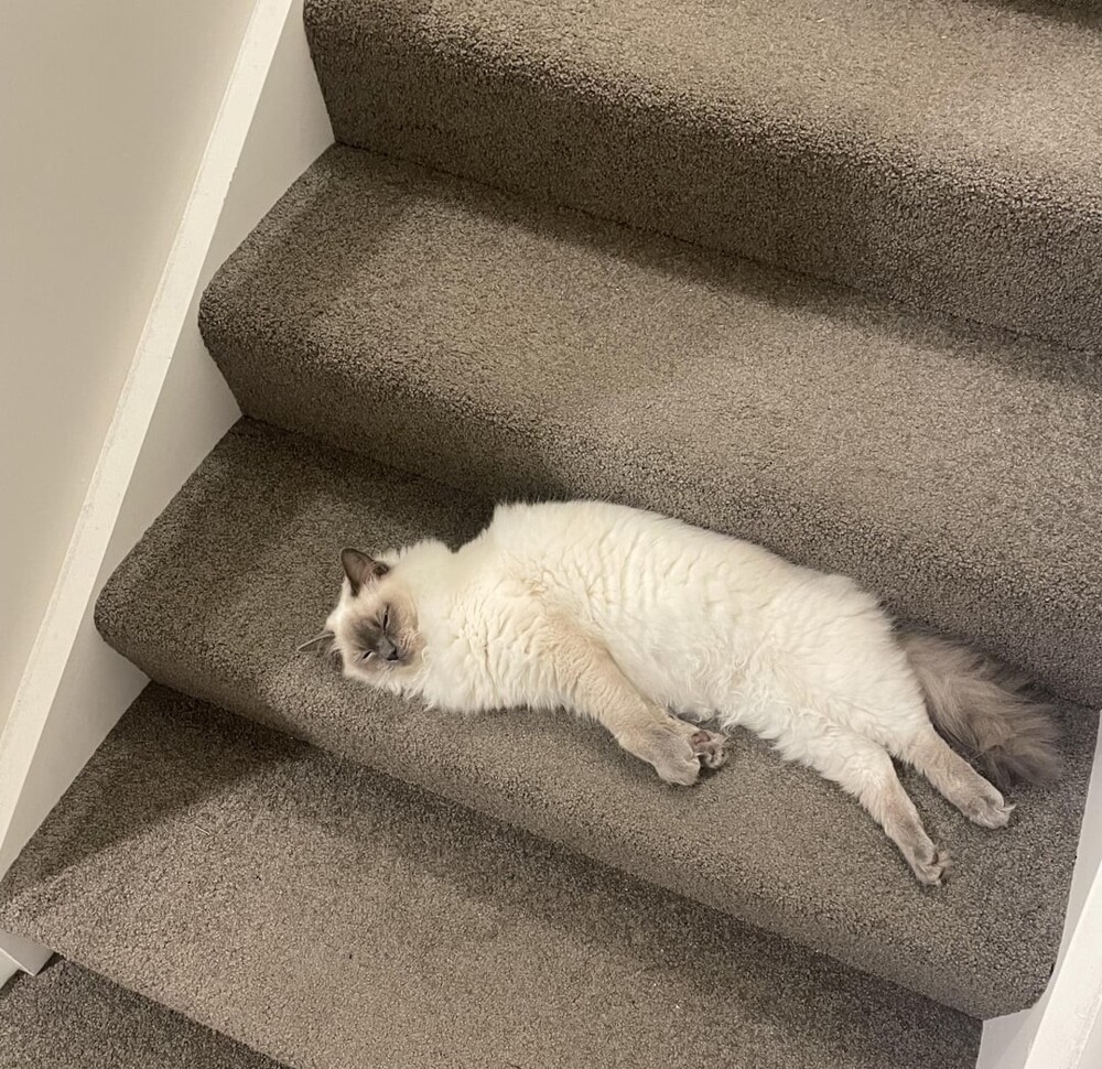 
        30+ животных, которые не&nbsp;знают о&nbsp;существовании проблем    