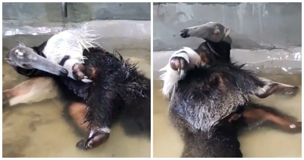 
        Водные процедуры муравьеда    