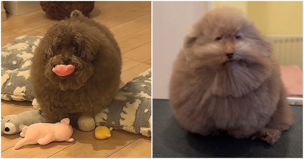 
        Четыре стадии той-пуделя    