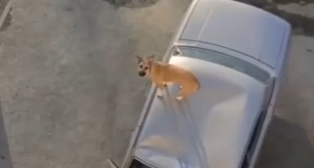 
        Мужчина выбросил собаку с&nbsp;балкона 5-го этажа    