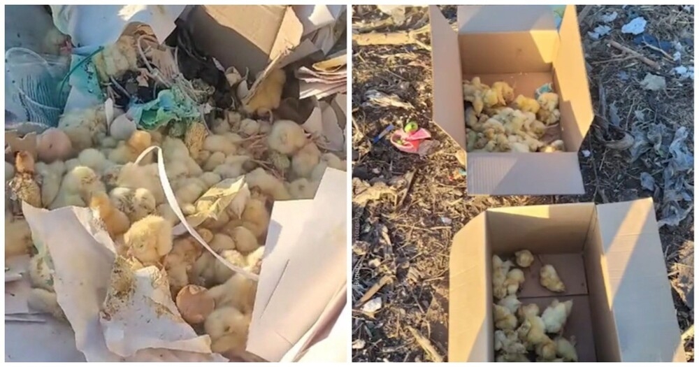 
        Мужчина спас цыплят, найденных на&nbsp;свалке    