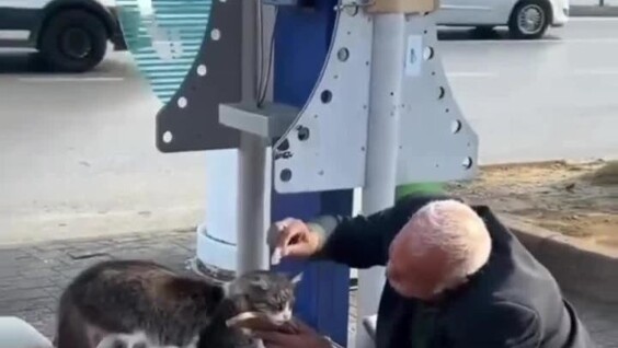 
        В&nbsp;Турции к&nbsp;пожилому чистильщику обуви каждое утро приходит кот    