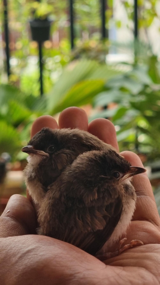 
        30+ животных, которые не&nbsp;знают о&nbsp;существовании проблем    