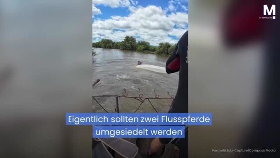 
        Разъярённый бегемот перевернул лодку с&nbsp;защитником животных в&nbsp;ЮАР    