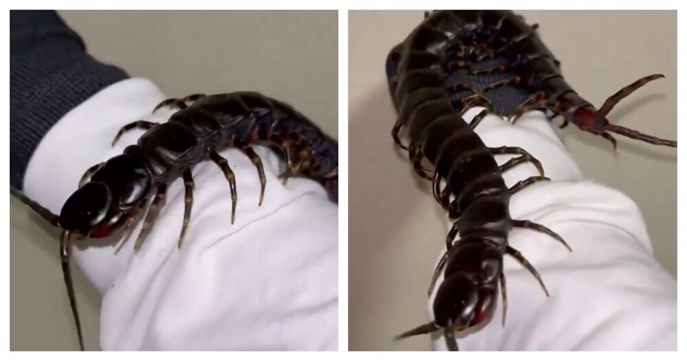 Самая большая сколопендра в мире
Самая большая сколопендра в мире