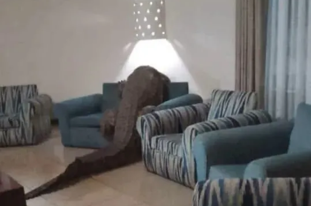 
        Крокодил посетил ресторан при&nbsp;отеле в&nbsp;Африке    